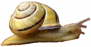 snail isolated smaller